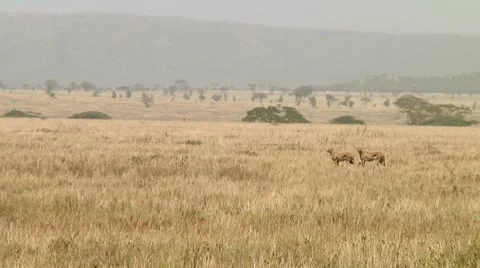 Cheetah Stock Footage 10744435