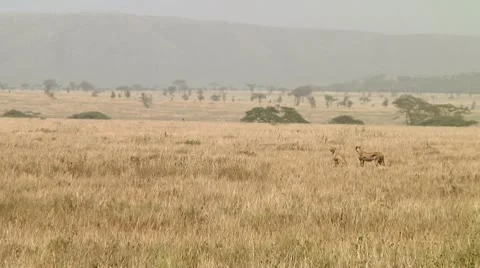 Cheetah Stock Footage 10744459
