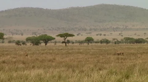 Cheetah Stock Footage 10744809