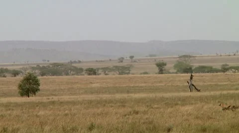 Cheetah Stock Footage 10744819