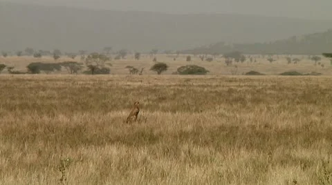 Cheetah Stock Footage 10744846