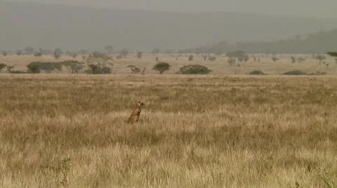 Cheetah Stock Footage 10744867