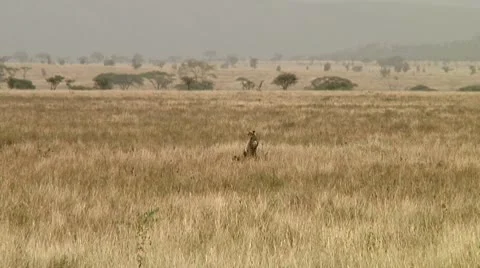 Cheetah Stock Footage 10744975