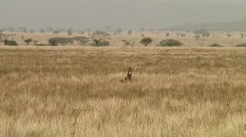 Cheetah Stock Footage 10745021