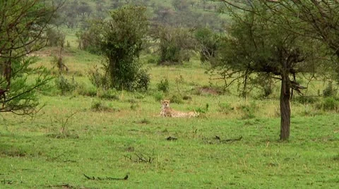 Cheetah Stock Footage 10745281