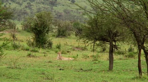 Cheetah Stock Footage 10745314