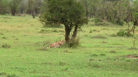 Cheetah Stock Footage 10745385