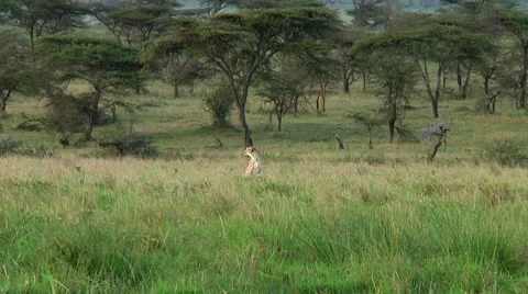 Cheetah Stock Footage 10745404