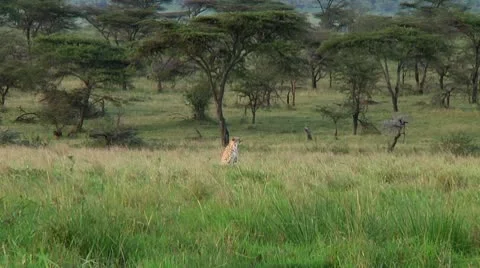 Cheetah Stock Footage 10745446