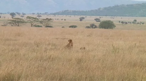 Cheetah Stock Footage 10745510