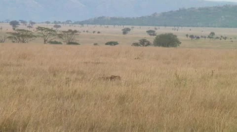 Cheetah Stock Footage 10745586
