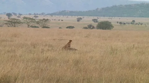 Cheetah Stock Footage 10745634