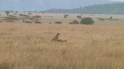 Cheetah Stock Footage 10745674