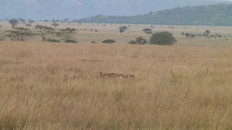 Cheetah Stock Footage 10745700