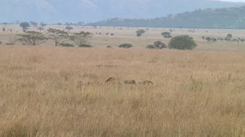 Cheetah Stock Footage 10745789