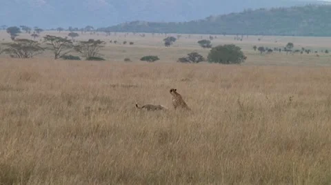 Cheetah Stock Footage 10745825