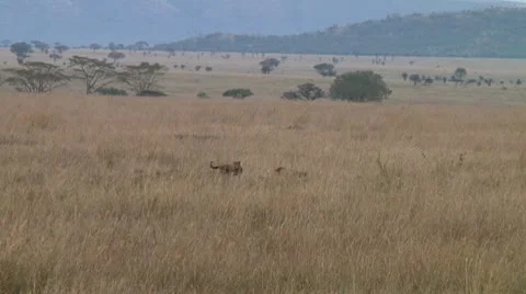 Cheetah Stock Footage 10745886