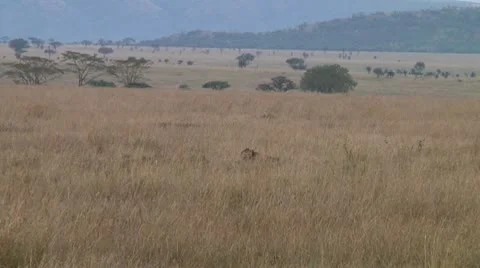 Cheetah Stock Footage 10745967