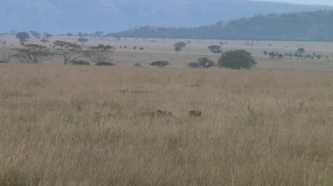Cheetah Stock Footage 10746160