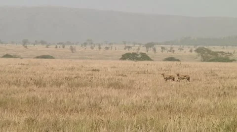 Cheetah Stock Footage 10752411