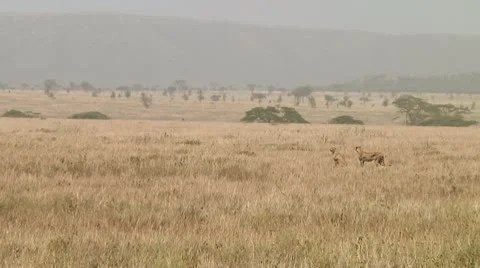Cheetah Stock Footage 10752434
