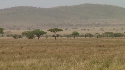 Cheetah Stock Footage 10752462