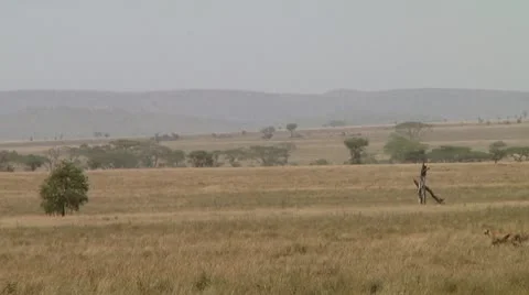 Cheetah Stock Footage 10752469