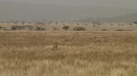 Cheetah Stock Footage 10752489