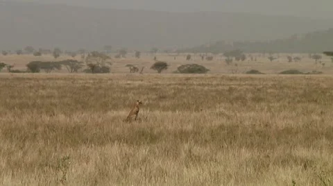 Cheetah Stock Footage 10752510