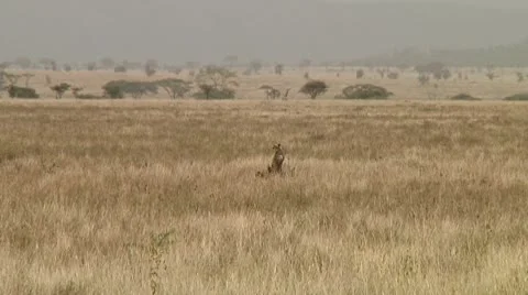 Cheetah Video stock 10752551