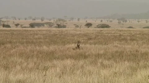 Cheetah Stock Footage 10752570