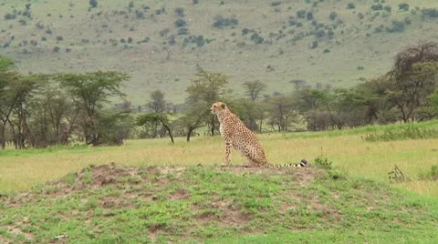 Cheetah Stock Footage 10752623