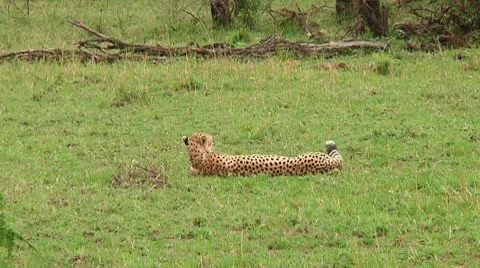 Cheetah Stock Footage 10752653