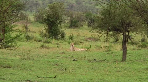 Cheetah Stock Footage 10752697