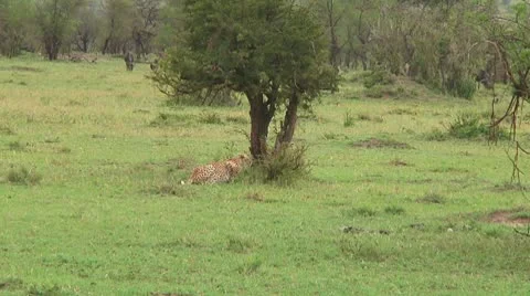 Cheetah Stock Footage 10752784