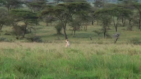Cheetah Stock Footage 10752799