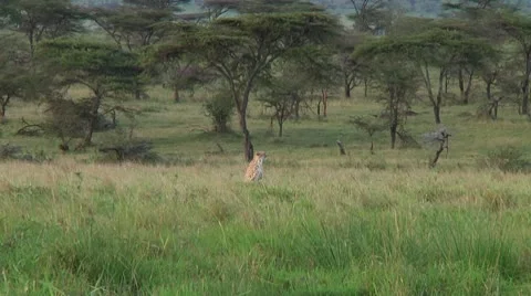 Cheetah Stock Footage 10752831