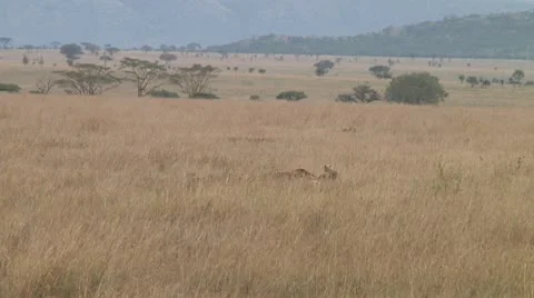 Cheetah Stock Footage 10752853