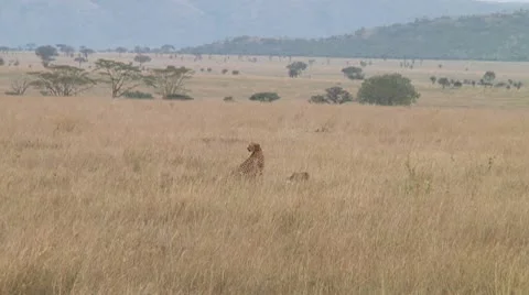 Cheetah Stock Footage 10752883