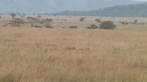 Cheetah Stock Footage 10752891