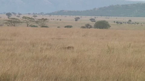 Cheetah Stock Footage 10752929