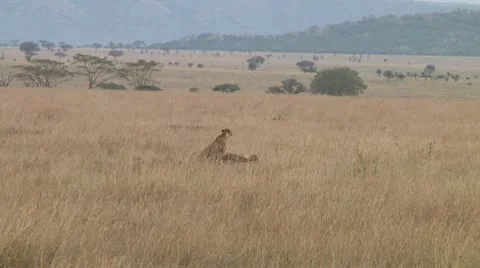 Cheetah Stock Footage 10752991