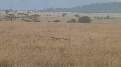 Cheetah Stock Footage 10753020