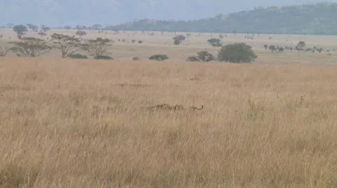 Cheetah Stock Footage 10753066