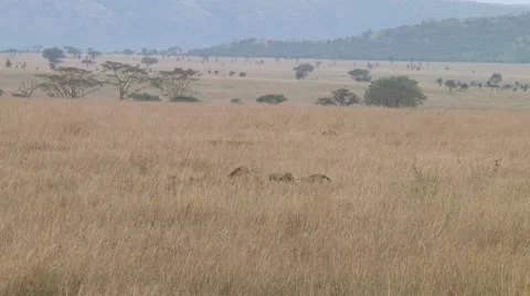 Cheetah Stock Footage 10753102