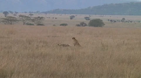 Cheetah Video stock 10753132