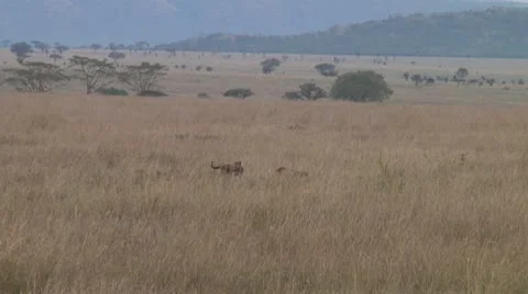 Cheetah Stock Footage 10753146