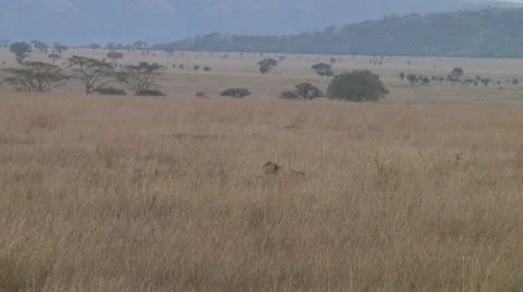 Cheetah Stock Footage 10753170