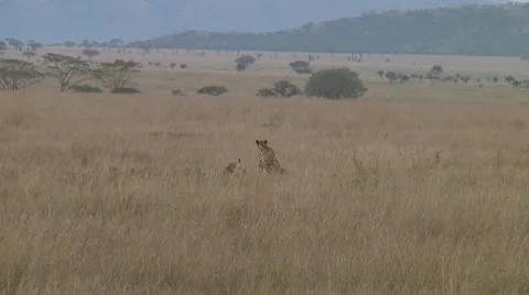 Cheetah Stock Footage 10753191