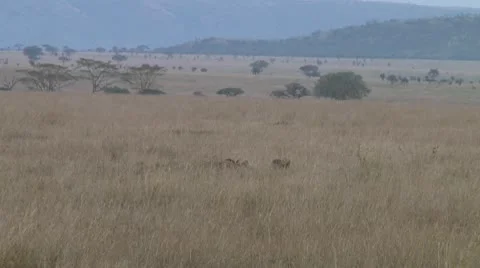 Cheetah Stock Footage 10753208